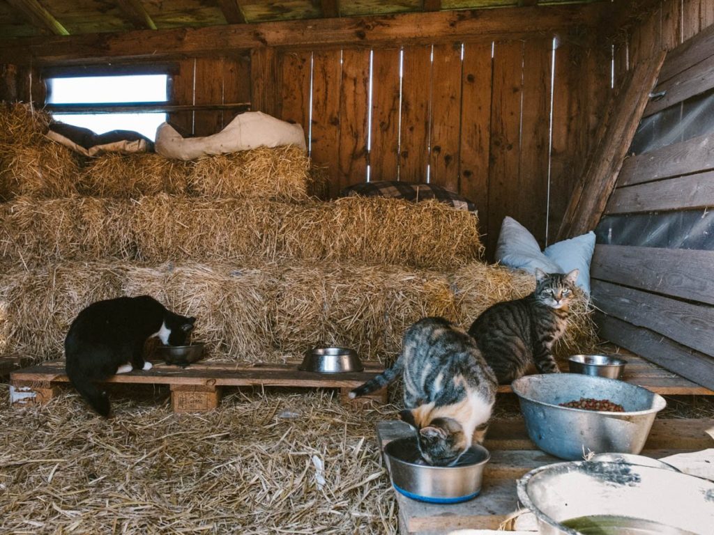 Frauenwies Heimat für Tiere e.V. Fotos
